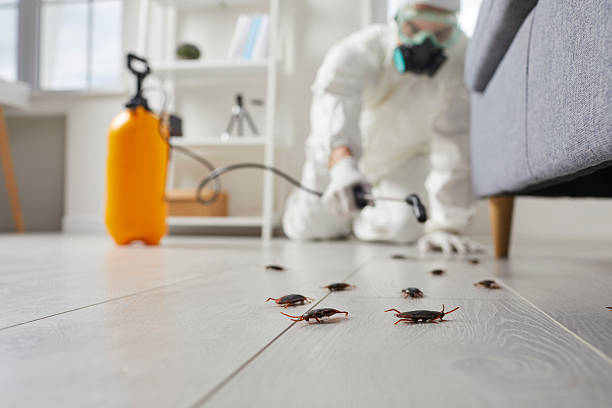 Commercial Kitchen Cockroach Control in Mead Valley